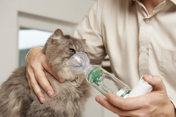 Effektive Behandlung von Katzenasthma mit Medikamentensprays