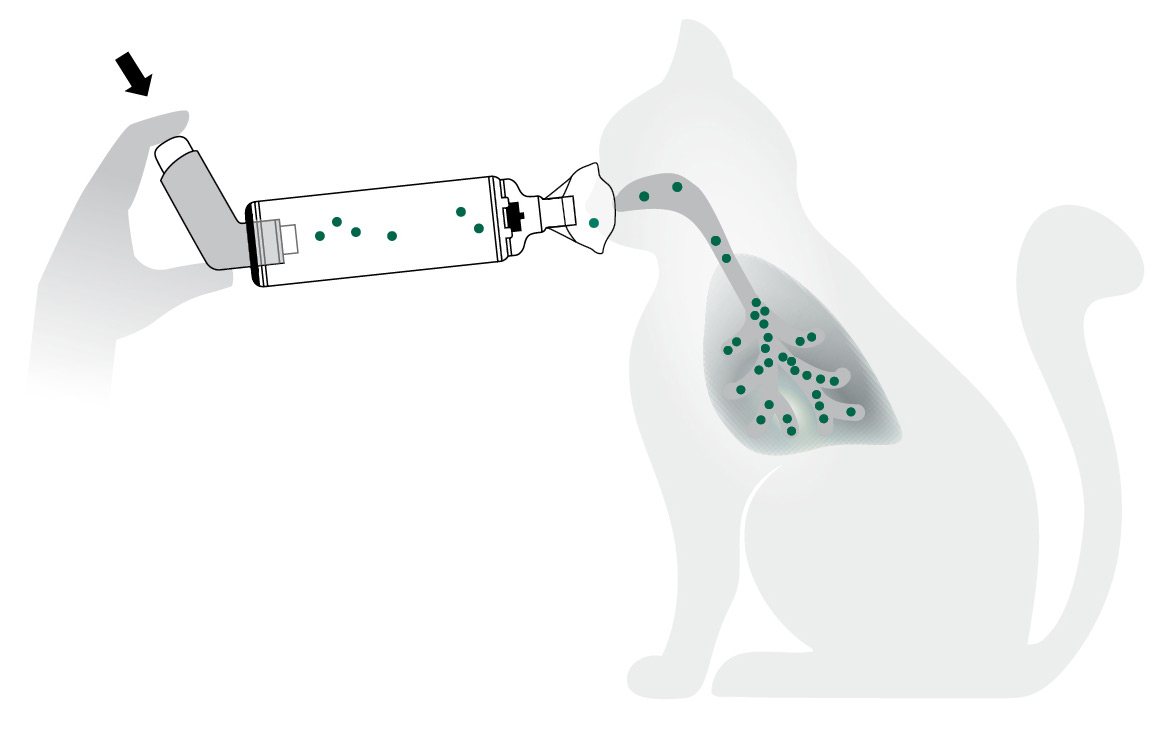 Wirkprinzip Medikamenteninhalation Katze