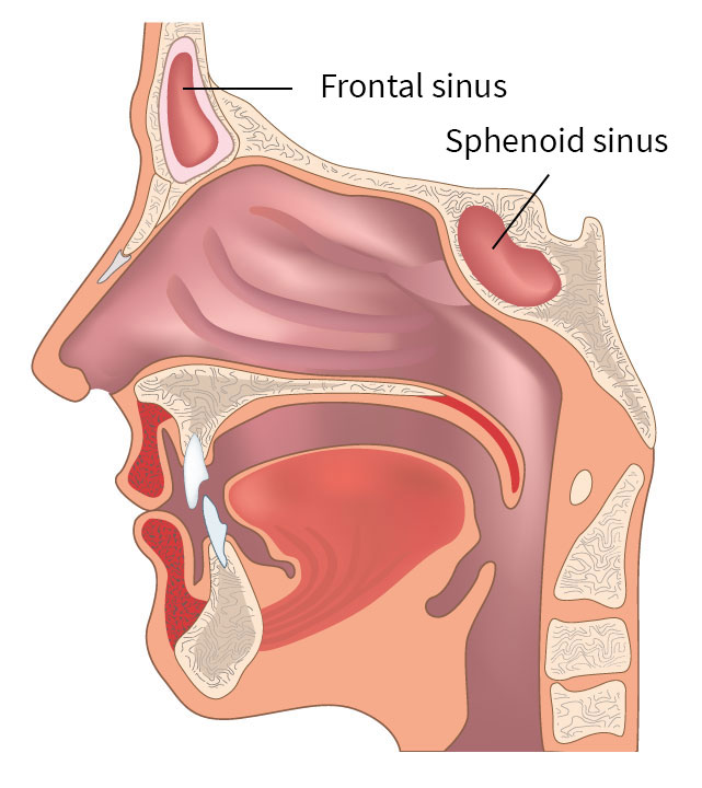 frontal sinus sphenoid sinus