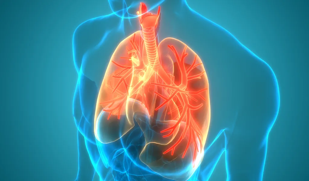 3D-Darstellung der menschlichen Lungen anatomie