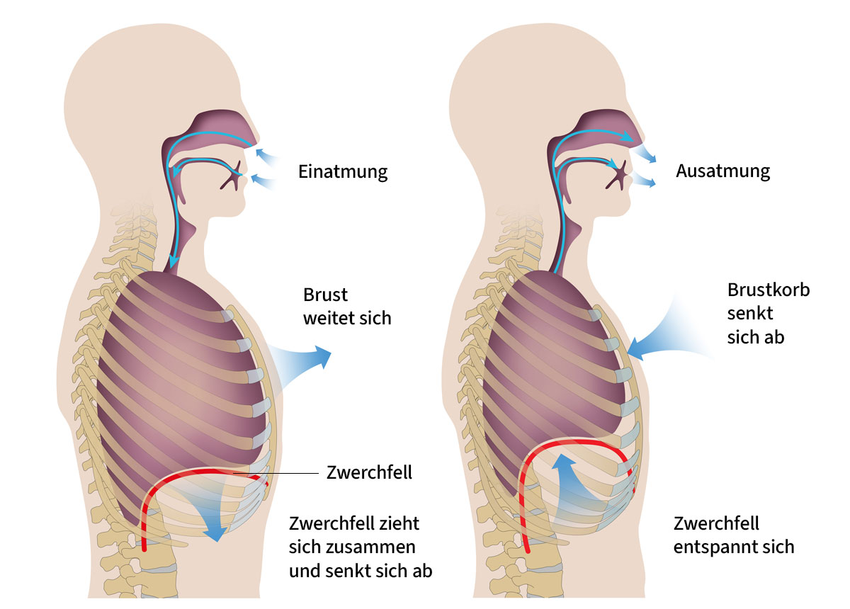 Mechanismus der menschlichen Atmung mit dem Zwerchfell (Inspiration links und Exspiration rechts)
